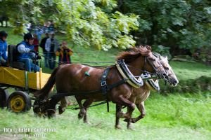 Z loňského ročníku Dne slezského norického koně