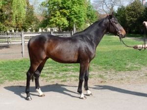 maďarský teplokrevník - hřebec Donald maďarský teplokrevník - hřebec Donald