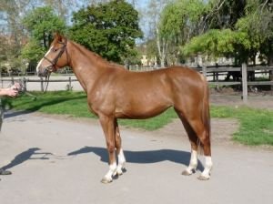 maďarský teplokrevník - klisna Dália