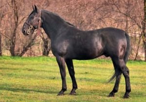 nonius v typu "hortobágy"