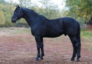 nonius v typu "mezöhegyes" nonius v typu "mezöhegyes"