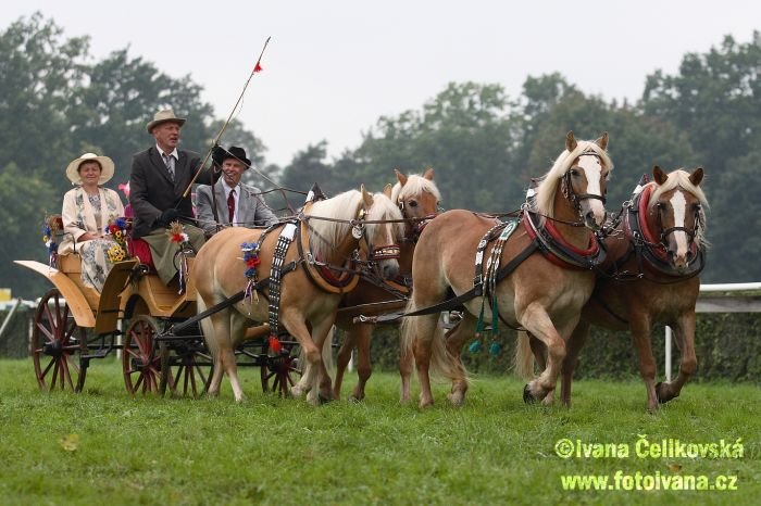 haflingové v Pardubicích haflingové v Pardubicích