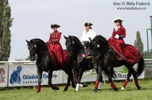 Starokladrubští koně