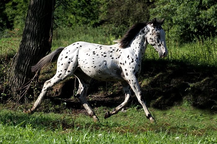 knabstrupský kůň knabstrupský kůň