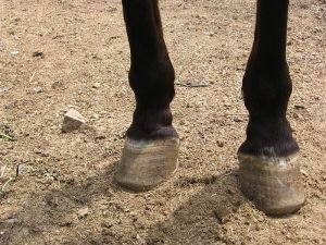 artróza souvisí s nevyváženými kopyty a nepravidelným postojem