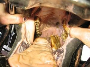 těžké změny na zubech koně jako následek zanedbané péče o jeho chrup