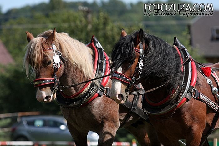 Streigur a Navar Bečvanský