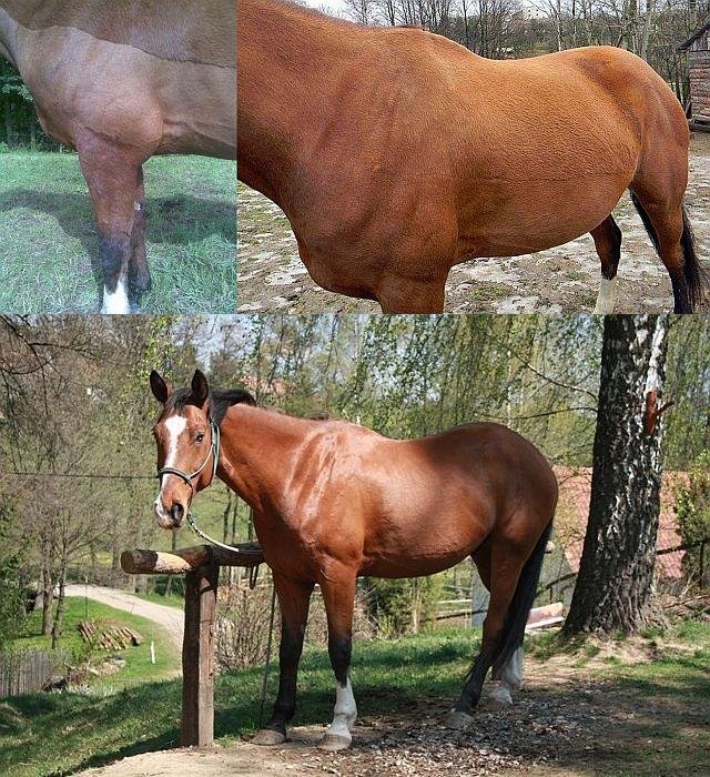 srst Zipa v průběhu času srst Zipa v průběhu času