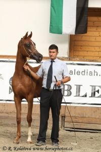 SA Kaisal, zlatý juniorský šampión