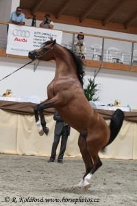 Hřebce občas nechají předvaděči vzpínat 