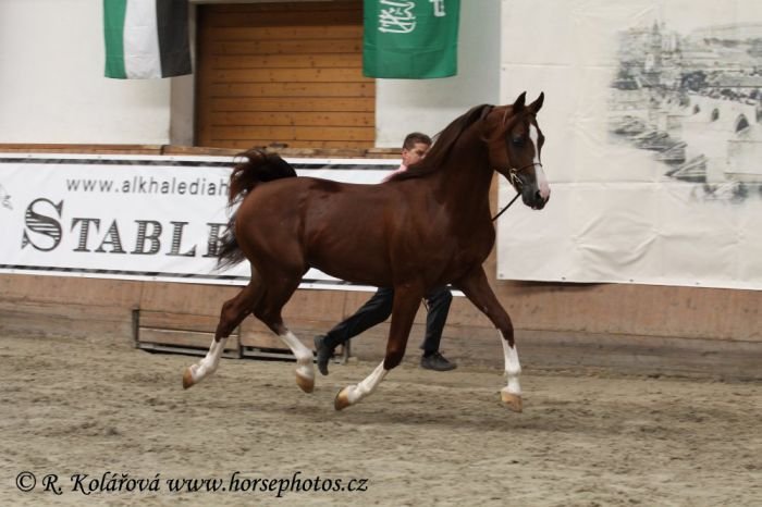 Miláček publika Ekier – ocenění za nejlepší pohyb Miláček publika Ekier – ocenění za nejlepší pohyb