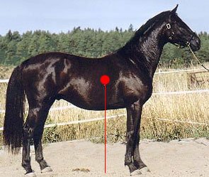 těžiště stojícího koně