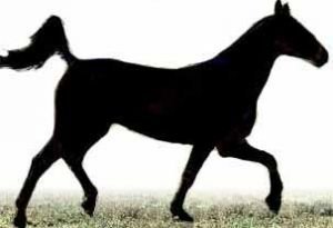 Hrátky ve volnosti, ale na předku