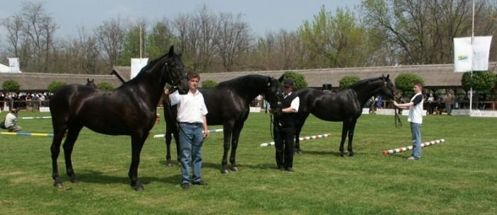 chovatelská přehlídka