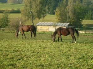 Koně doma