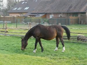 Mít či nemít - koně doma?