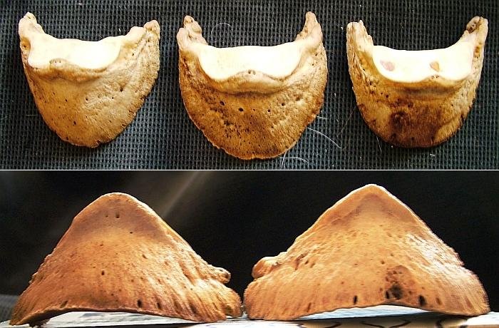 deformované kopytní kosti