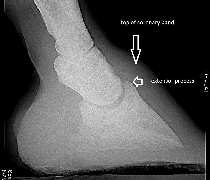 rentgenový snímek kopyta