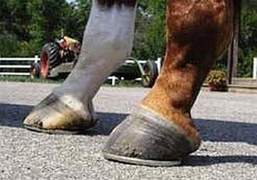 Obr. 1: Co je na tomto zadním kopytě špatně a jak je uložená jeho kopytní kost? Obr. 1: Co je na tomto zadním kopytě špatně a jak je uložená jeho kopytní kost?