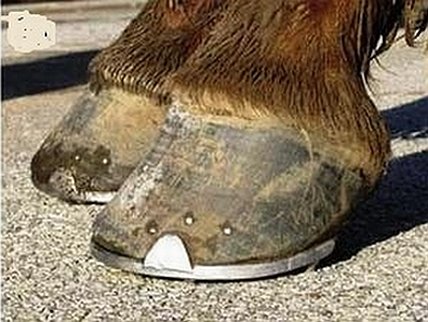Obr. 2: Co je na tomto kopytě špatně, jak bude uložená kopytní kost a jak bude působit tato podkova? Obr. 2: Co je na tomto kopytě špatně, jak bude uložená kopytní kost a jak bude působit tato podkova?