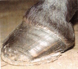Obr. 3: Kde na tomto kopytě končí patky? Obr. 3: Kde na tomto kopytě končí patky?