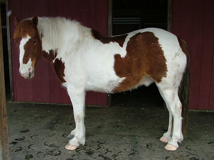 Obr. 4: Patky se na tomto snímku zdají být vysoké, protože to zkresluje fotoaparát. Obr. 4: Patky se na tomto snímku zdají být vysoké, protože to zkresluje fotoaparát.