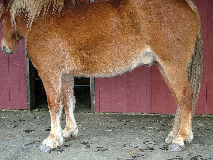 Obr. 6: Přední patky tohoto koně se zdají být vyšší, ale je to jen zkreslení Obr. 6: Přední patky tohoto koně se zdají být vyšší, ale je to jen zkreslení