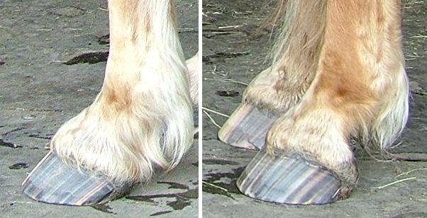 Obr. 7. Kopyta koně z obr. 6 z blízka Obr. 7. Kopyta koně z obr. 6 z blízka