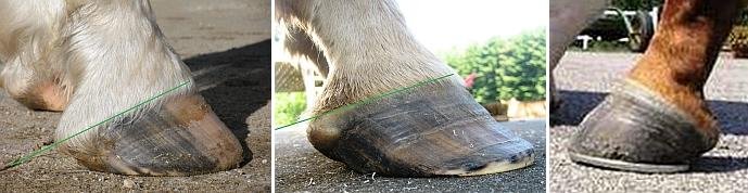 Obr. 9, 10 a 11: Které kopyto má korektní sklon korunky a které ne? Obr. 9, 10 a 11: Které kopyto má korektní sklon korunky a které ne?