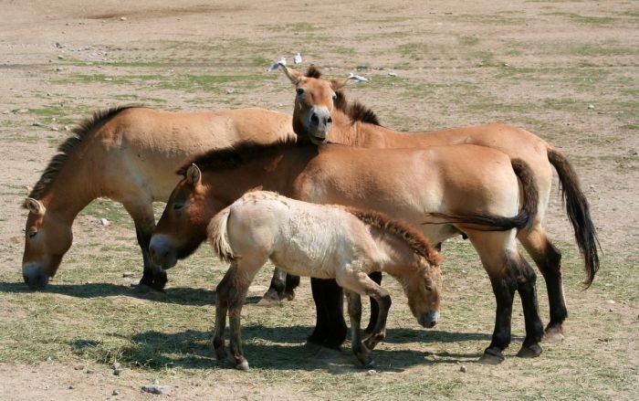 Koně Przewalskeho Koně Przewalskeho