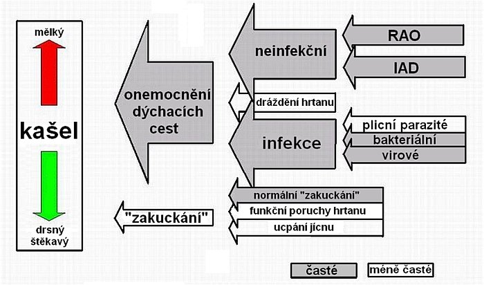 příčiny kašle u koní