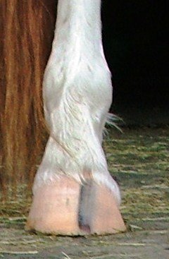 zadní kopyto s různě šikmými, ale rovnými stěnami a rovnou korunkou