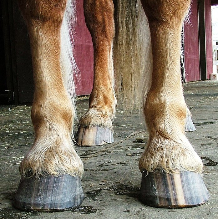 zdravá i když ne zcela korektní přední kopyta