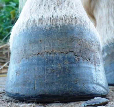 strmé, ale zdravé kopyto s mírnými sukněmi