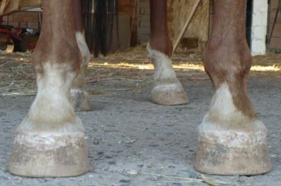 popište tato kopyta