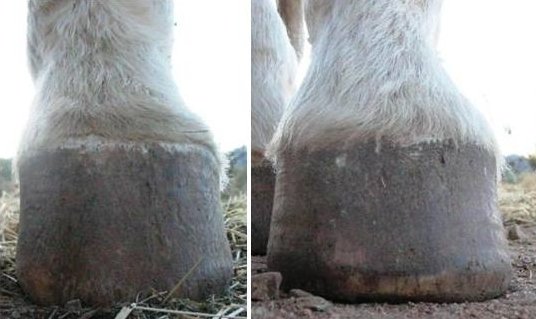 popište tato kopyta