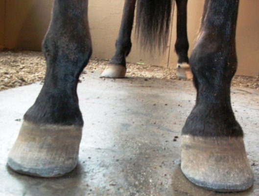 dlouhá kopyta s prohnutou přední stěnou