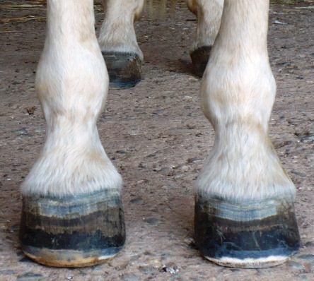 kopyta zotavující se po schvácení