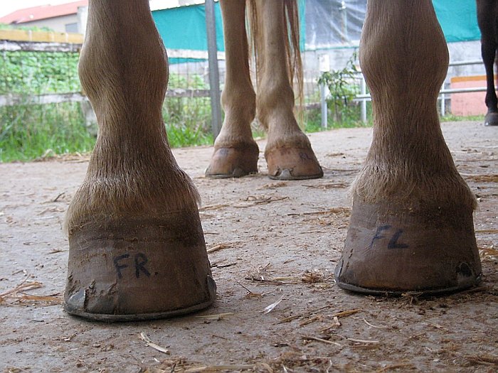 co je na těchto kopytech nekorektního?