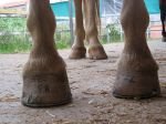 nekorektní kopyta, křivá korunka, nekvalitní rohovina, vysoká kopyta