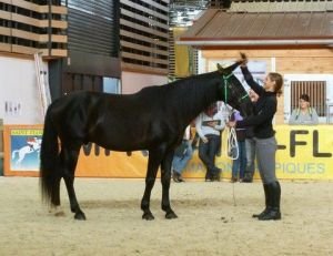 Inal - posouzení exteriéru