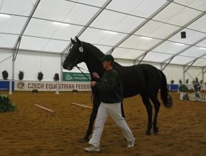 Sir Tapio, vybraný hřebec k zápisu do PKH ČT