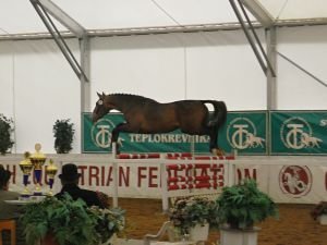 Předvybraný hřebec Cancaro