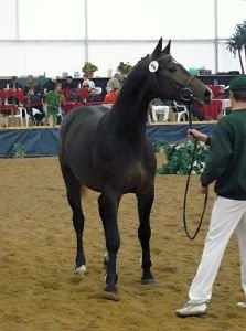 Jediný předvybraný zástupce plemene ČT, 17/895 Ceristo po Aristo Z