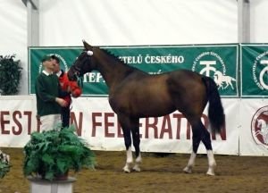 Vítěz V. předvýběru hřebců do plemenitby ČT, hřebec Trust Me