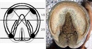 principy posuzování spodní strany kopyta podle Gene Ovnicka