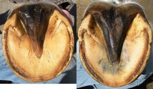 zdravé přední a zadní kopyto koně zdravé přední a zadní kopyto koně