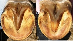 zdravé přední a zadní kopyto koně