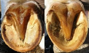 zdravé přední a zadní kopyto koně