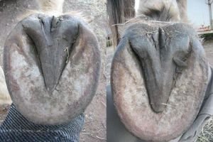 chodidla strmých, ale zdravých kopyt